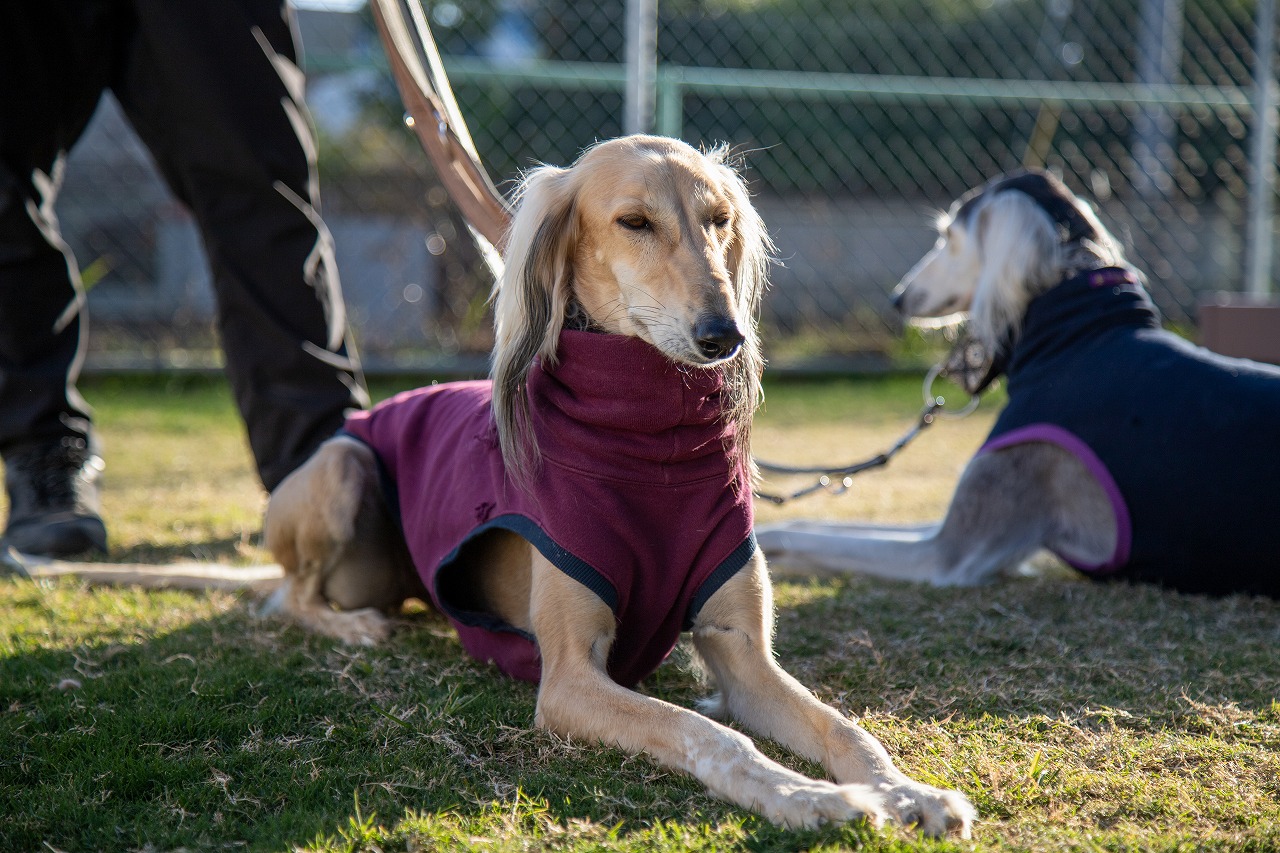 シンプルだけどかっこいい！存在感のあるマリンランプがある愛犬のためのお庭