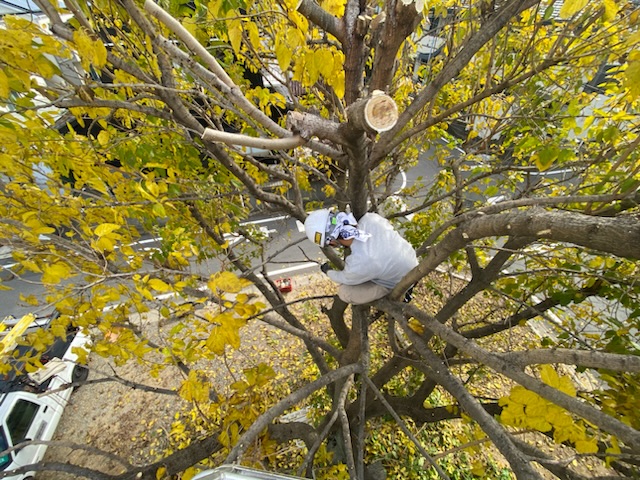 木登り　常滑市外構、庭づくり　半田市外構、庭づくり