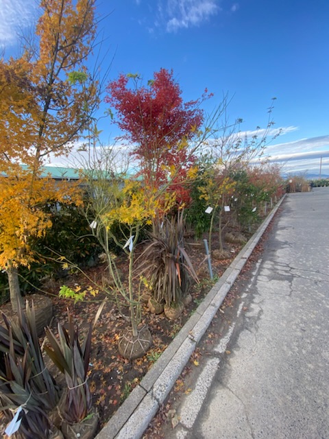 稲沢植木市　常滑市外構、庭づくり　半田市外構、庭づくり　ドライガーデン