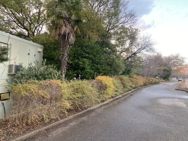街路樹管理　半田市外構、庭づくり　常滑市外構、庭づくり