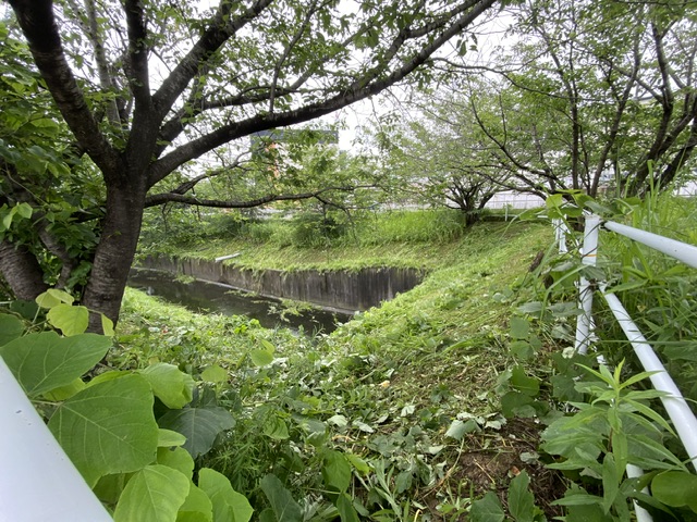 草刈り