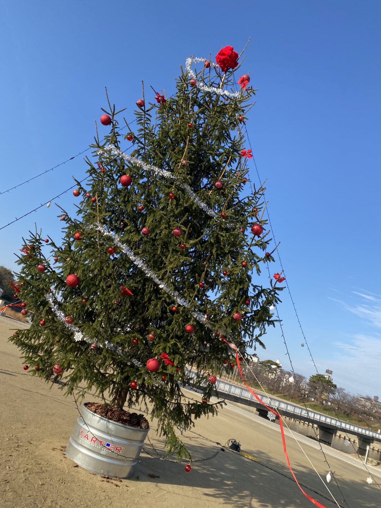 リアルクリスマスツリー