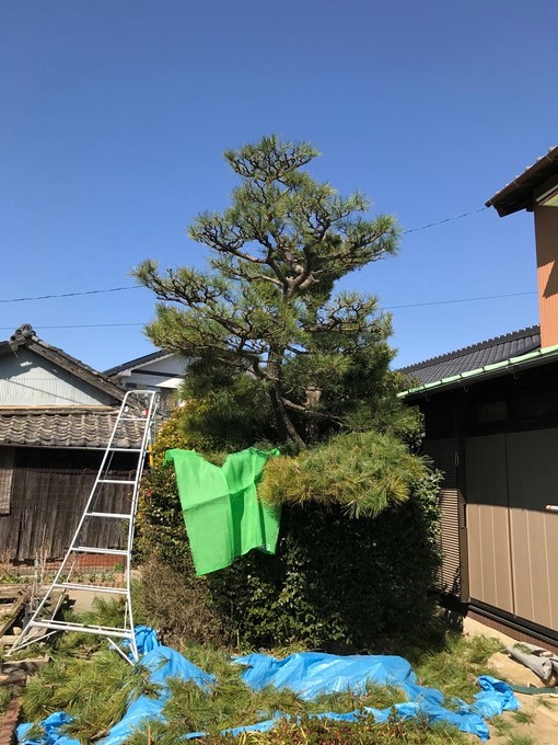 半田市成岩Ｈ様邸剪定