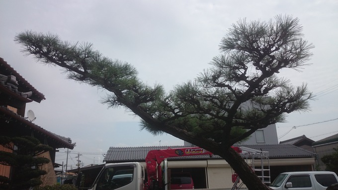 半田市Ｎ様邸剪定工事