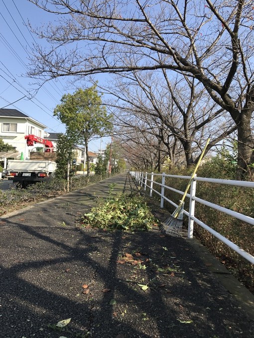 桜並木